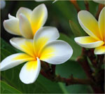 Frangipani Blume